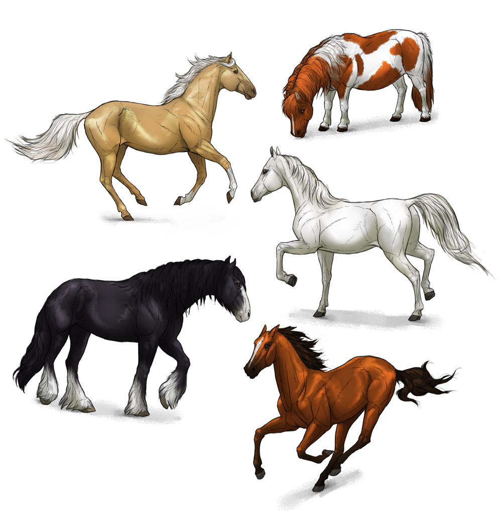 1000x1018 How To Draw Horses Step