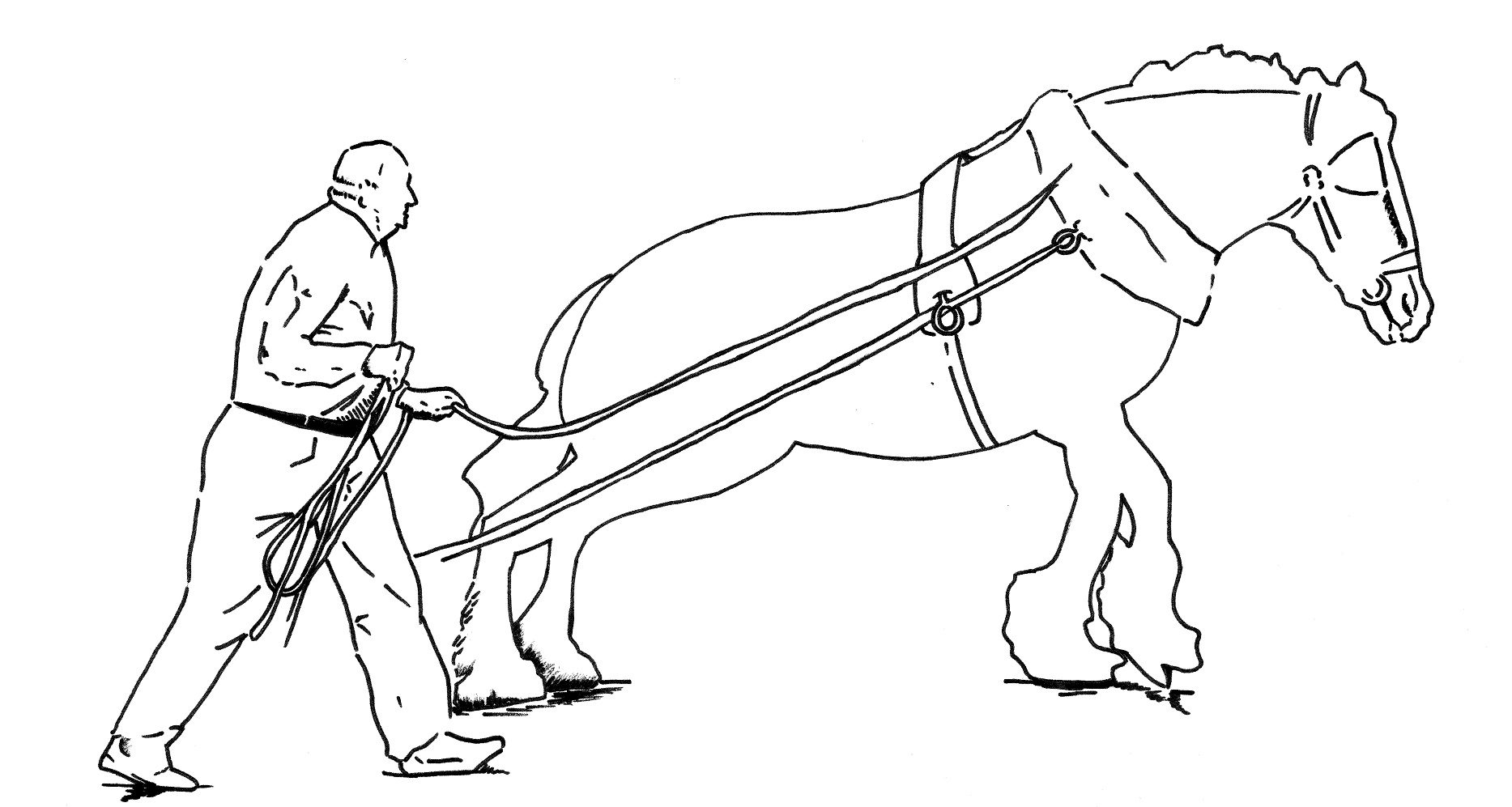 1867x997 marlie draught horse stud breeding superior working australian