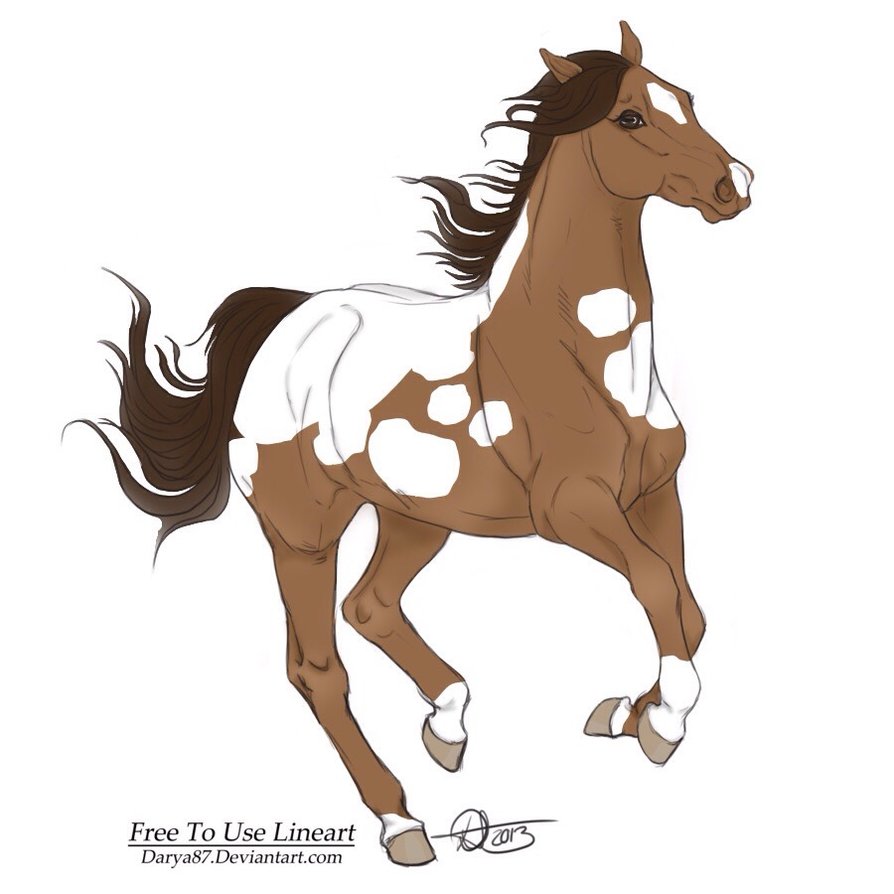894x894 Bay Paint Horse Drawing