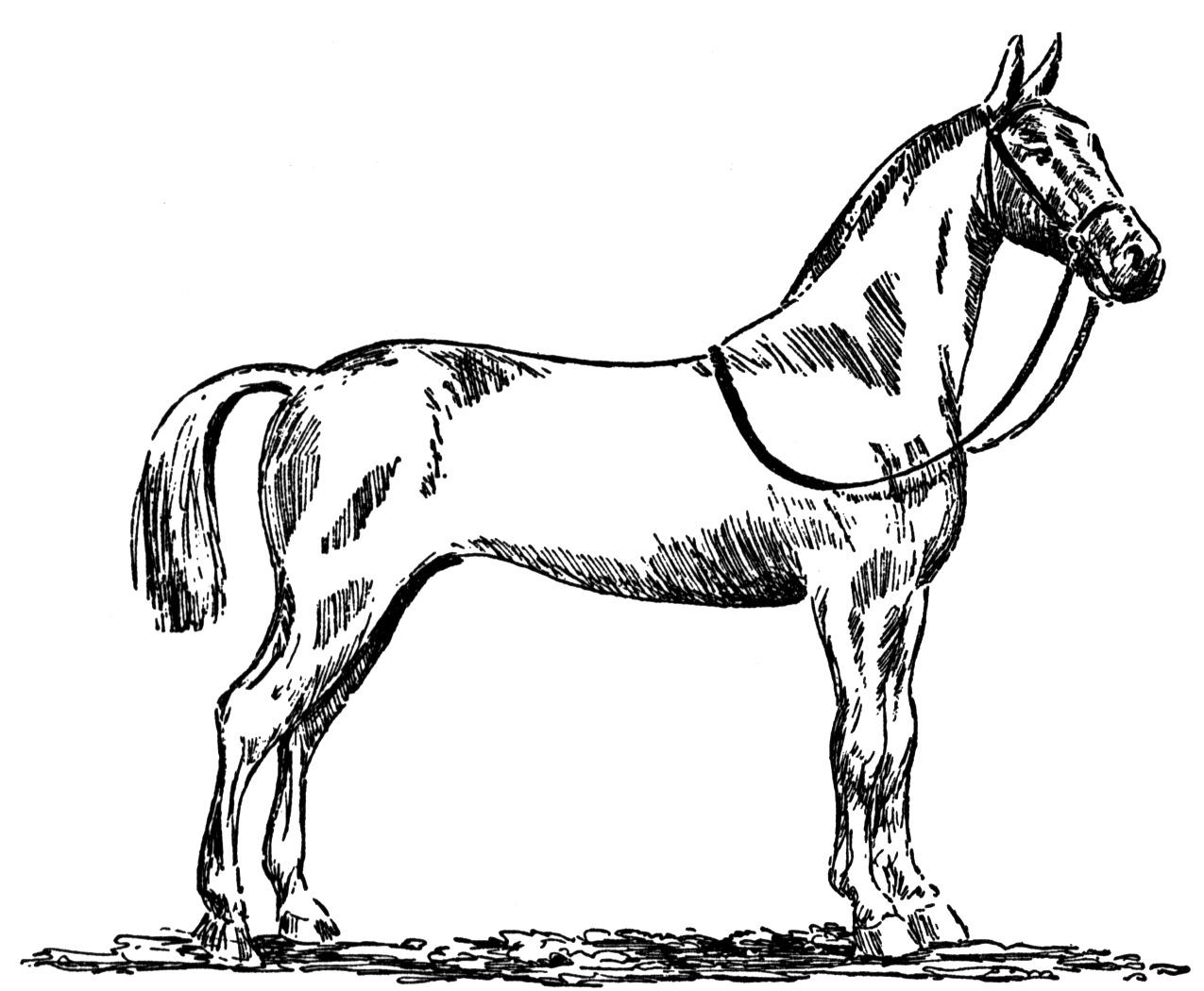 1275x1050 Free Horse Coloring Pages Grand Quarter