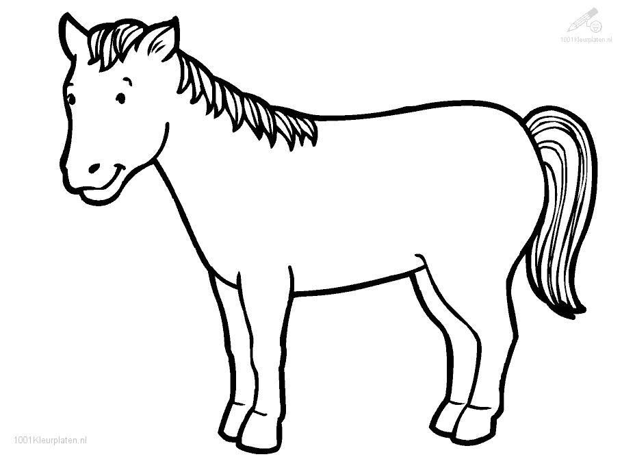 909x670 Horse Colouring Page