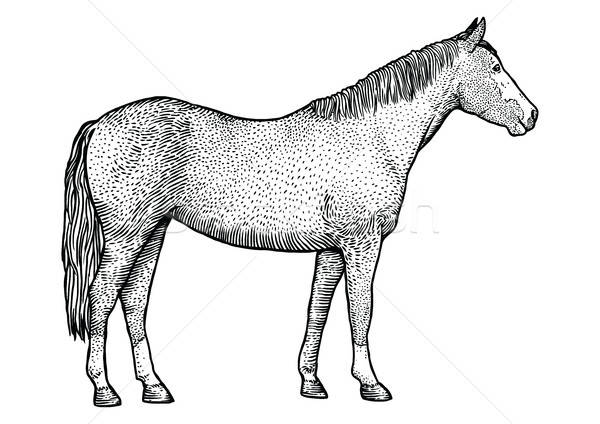 600x424 Horse Illustration, Drawing, Engraving, Line Art, Realistic