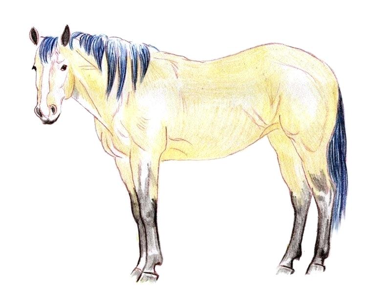 800x613 Draw And Paint Realistic Horses Projects In Pencil Acrylics