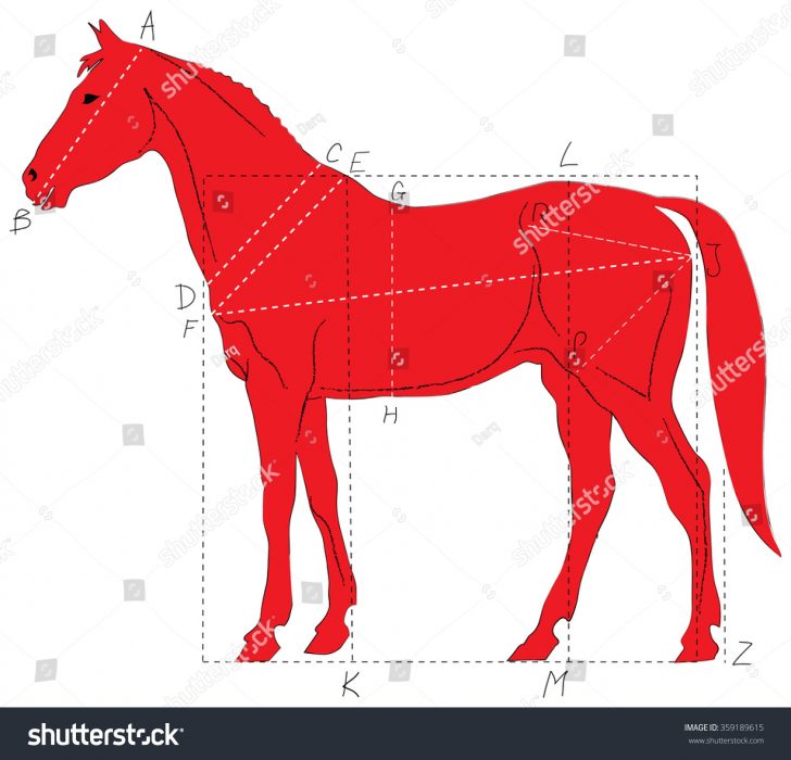 728x700 How To Draw A Cartoon Seahorse Horse Easy Head Step