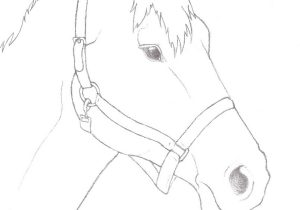 300x210 Horse Face Drawing Step
