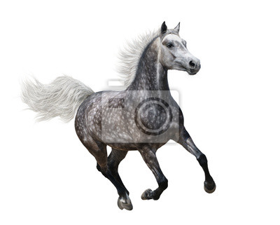400x321 galloping dapple grey arabian horse wall mural equipment