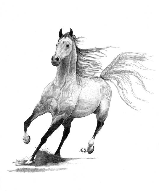 537x650 Galloping Horse