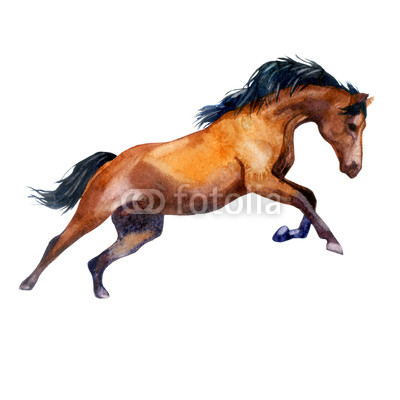 400x400 Watercolor Illustration Galloping Horse Horse In Motion Buy