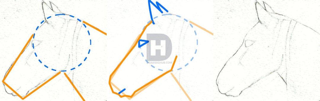 1080x343 How To Draw A Horse Head, Step