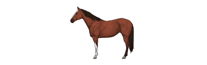 700x221 How To Draw Horses Step