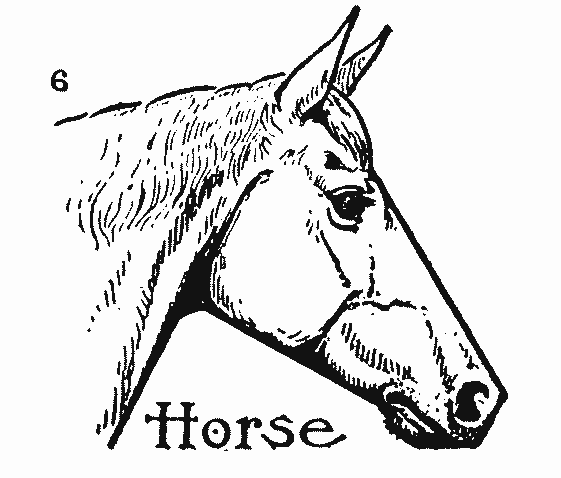 561x478 How To Draw A Horse Step