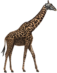 195x250 How To Draw A Horse Drawing Of A Horses Head In Stages