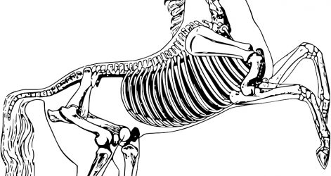 471x250 Horse Cartoon Drawing Free Stick Funny Line Vector Carmi Chaelinn