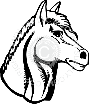 307x361 Horse Head Profile View