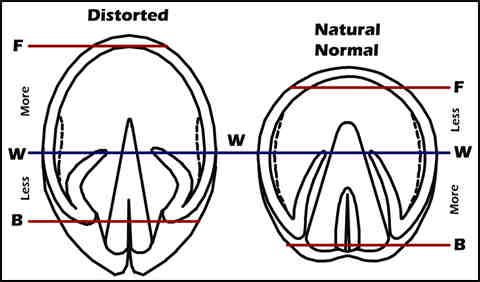 480x282 hoof mapping ratios happy hooves horse care tips, horses