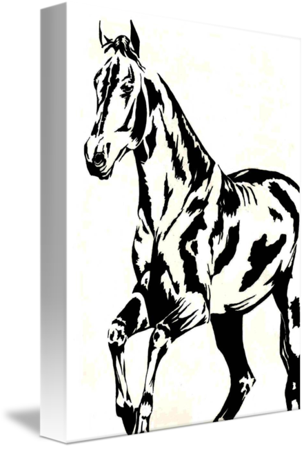 441x650 Mangalarga Marchador