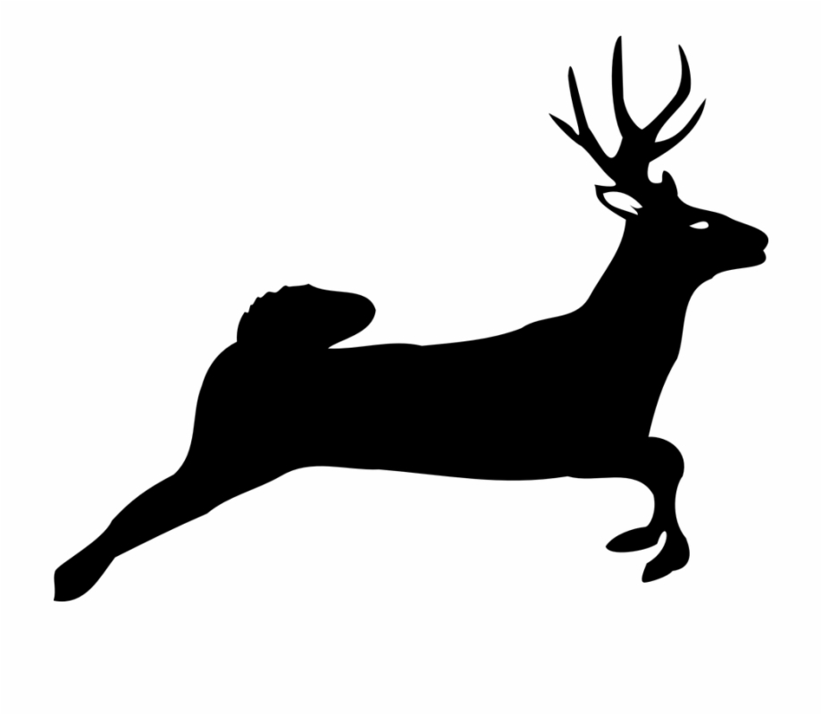 920x800 White Tailed Deer Horse Moose Show Jumping