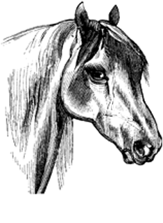 235x321 How To Draw A Horse