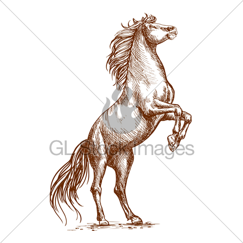 500x500 brown horse rearing on hind hoof sketch portrait gl stock images