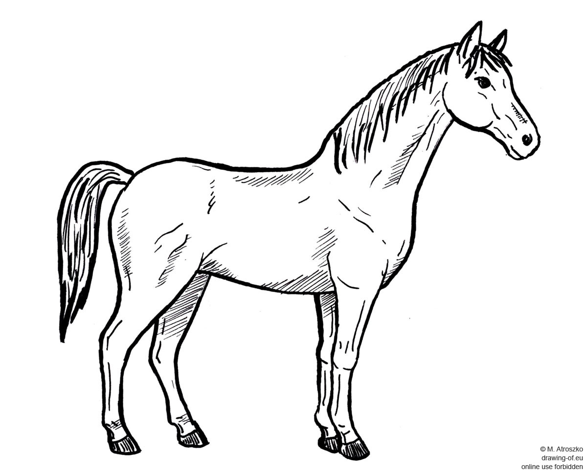 1200x967 Drawing Of Horse Drawing Of Eu