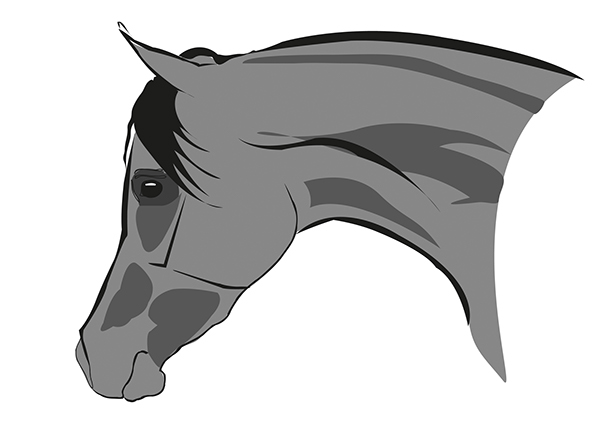 600x424 Arabian Horse Portrait On Behance
