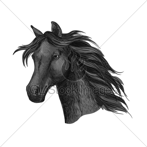 500x500 Black Raven Horse Head Portrait Gl Stock Images