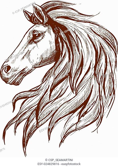 481x680 Drawing Horse Head Stock Photos And Images Age Fotostock