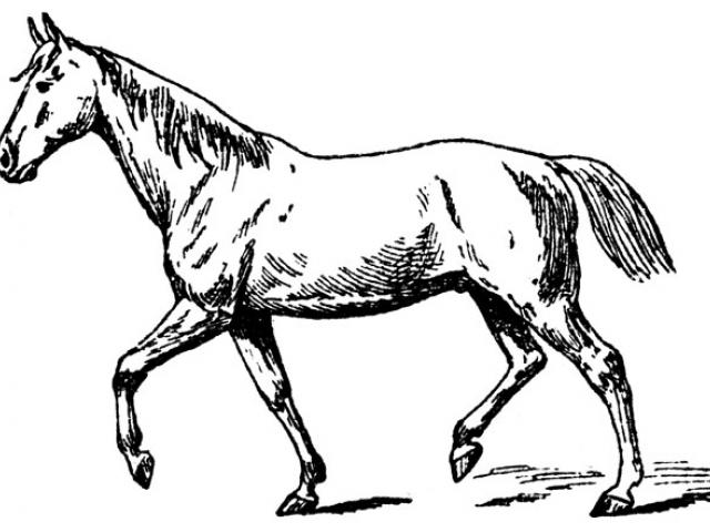 640x480 Free Horse Racing Clipart, Download Free Clip Art