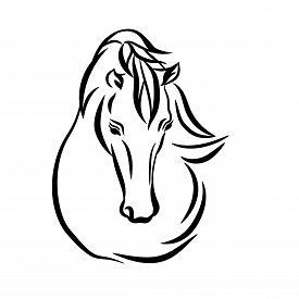 275x275 Arabian Horse Rearing Photos And Images Crystalgraphics