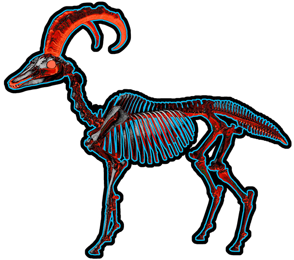 600x530 Dolphin Horse Skeleton On Behance