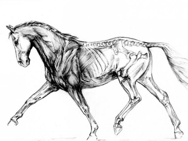640x480 Drawn Horse Skeleton