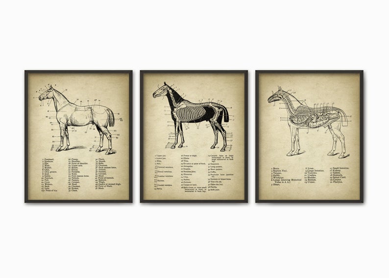 794x567 Horse Anatomy Print Set Of Horse Illustration Prints Etsy