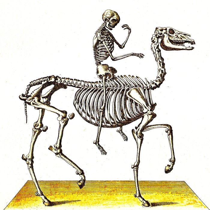 700x700 Horse Skeleton Rider Duvet Cover