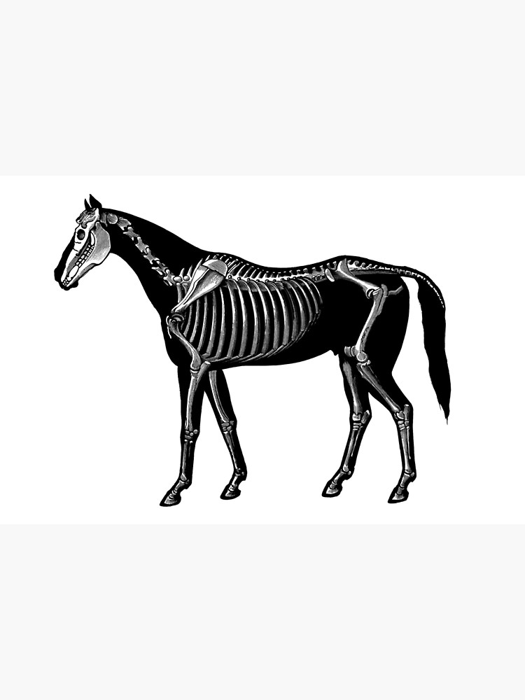 750x1000 Horse Silhouette With Skeleton Photographic Print