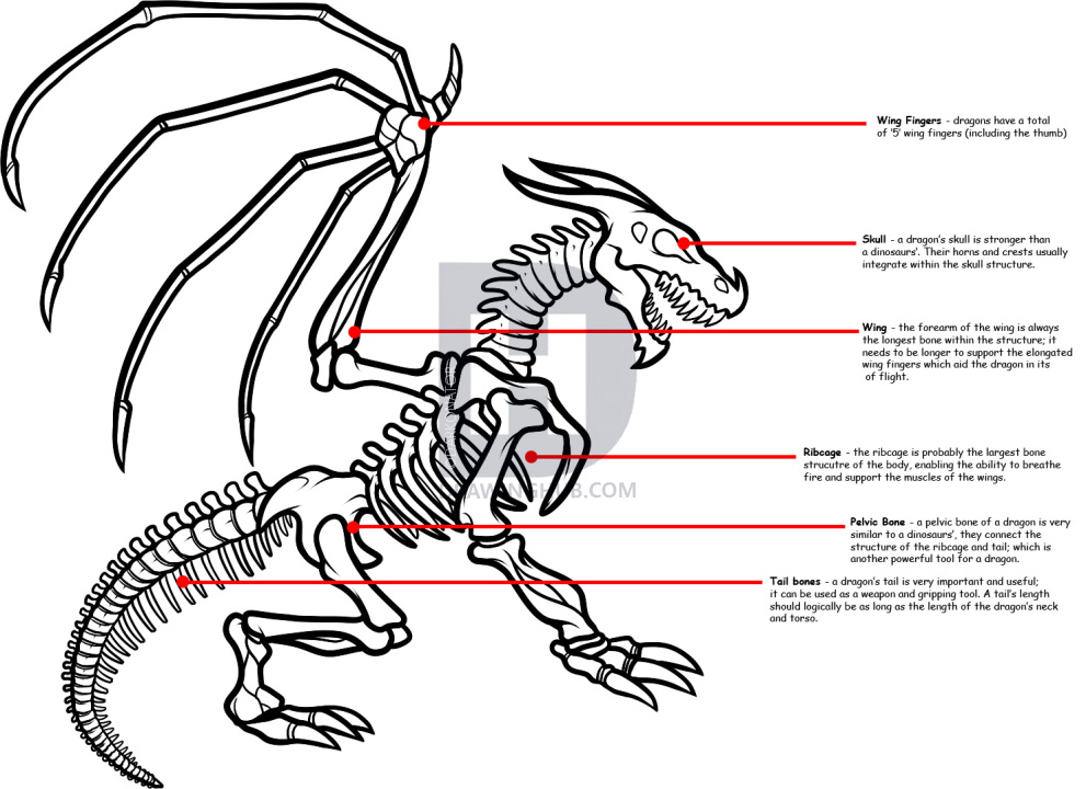 991x720 How To Draw A Dragon Skeleton, Dragon Skeleton, Step