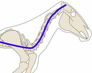 300x240 How To Help Your Horse Kiss 'kissing Spine' Goodbye