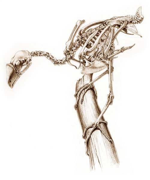 500x600 Katrina Van Grouw Every Minute Part Of The Avian Skeleton