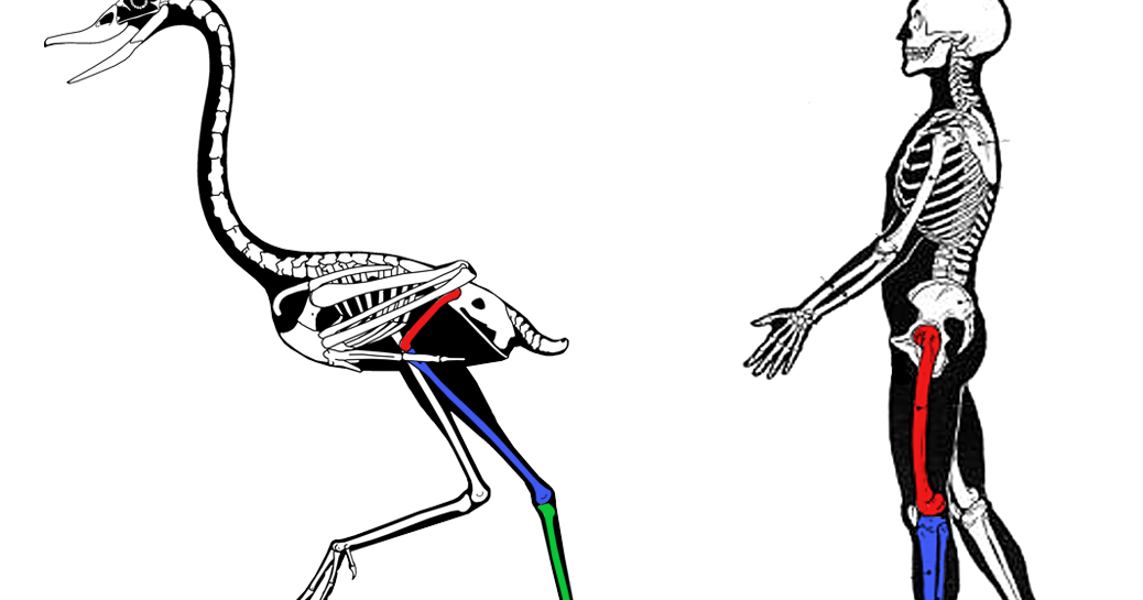 1038x545 um hey, scientific american bird knees bend the same way as