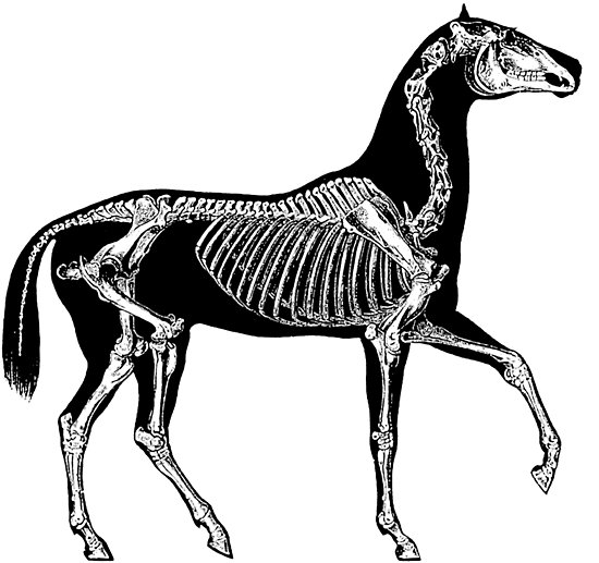 550x517 Black Horse With Skeleton Posters