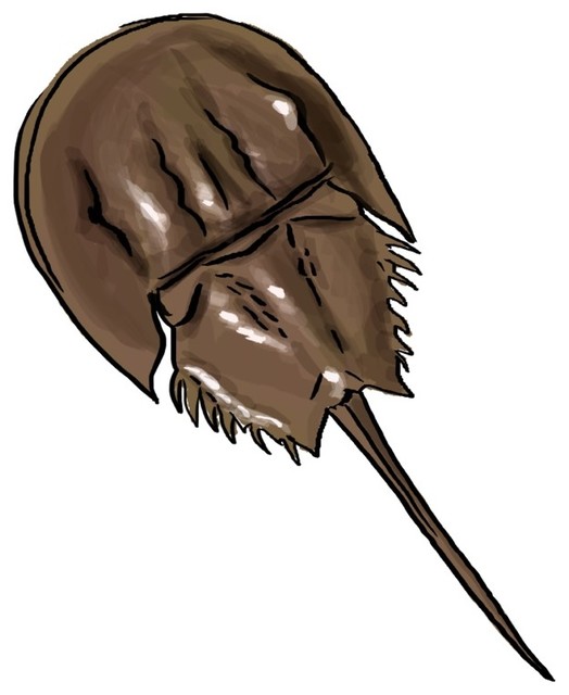 524x640 Horseshoe Crab, Icon Print