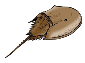 288x212 Horseshoe Crab