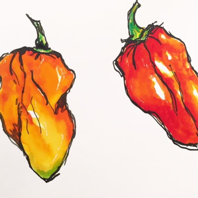 640x640 Tracey Fletcher King Hot Stuff Chilli Pepper Painting