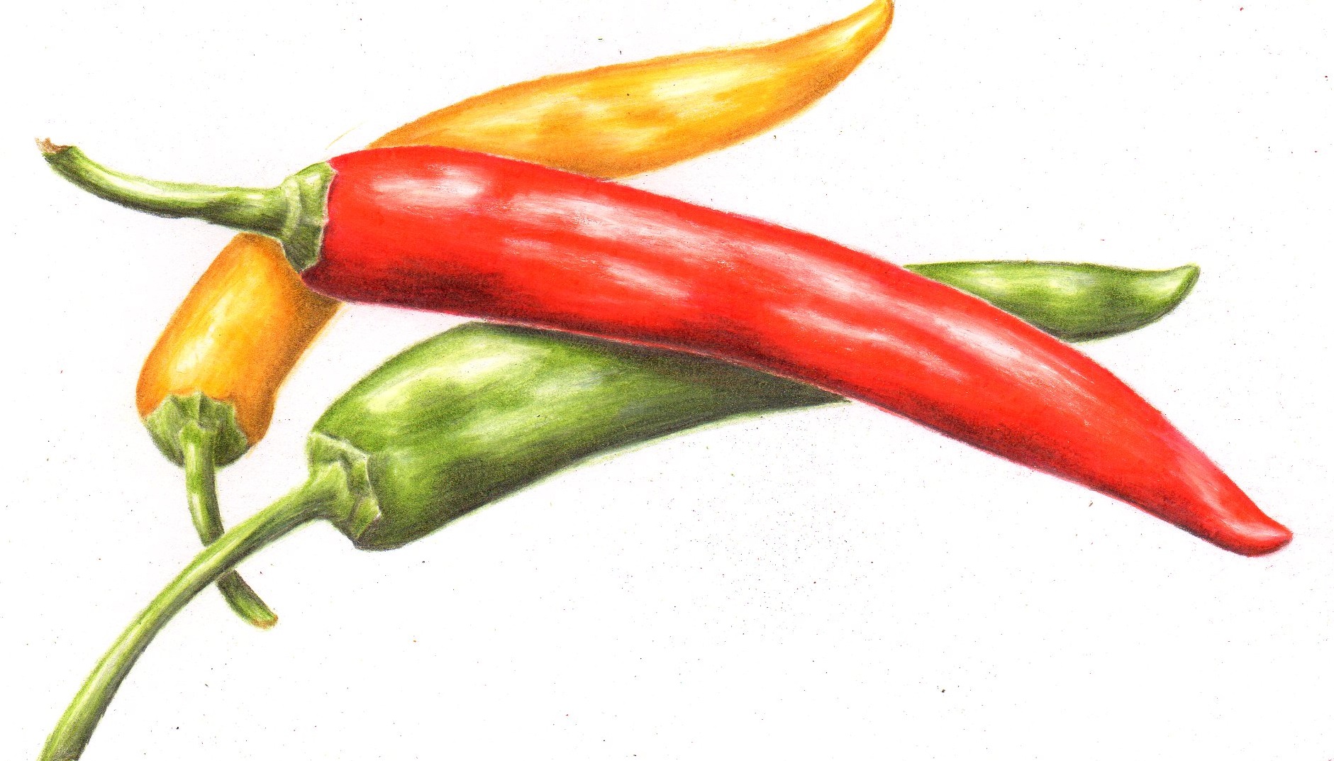 Hot Pepper Drawing Free download on ClipArtMag