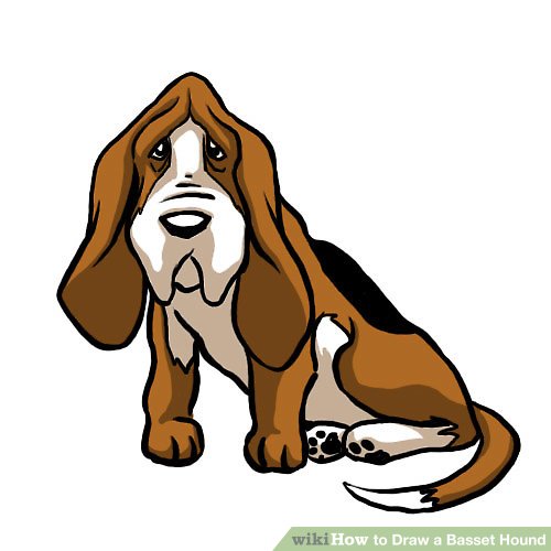 500x500 How To Draw A Basset Hound Steps