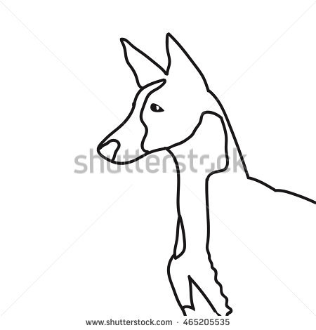 450x470 Ibizan Hound Drawing