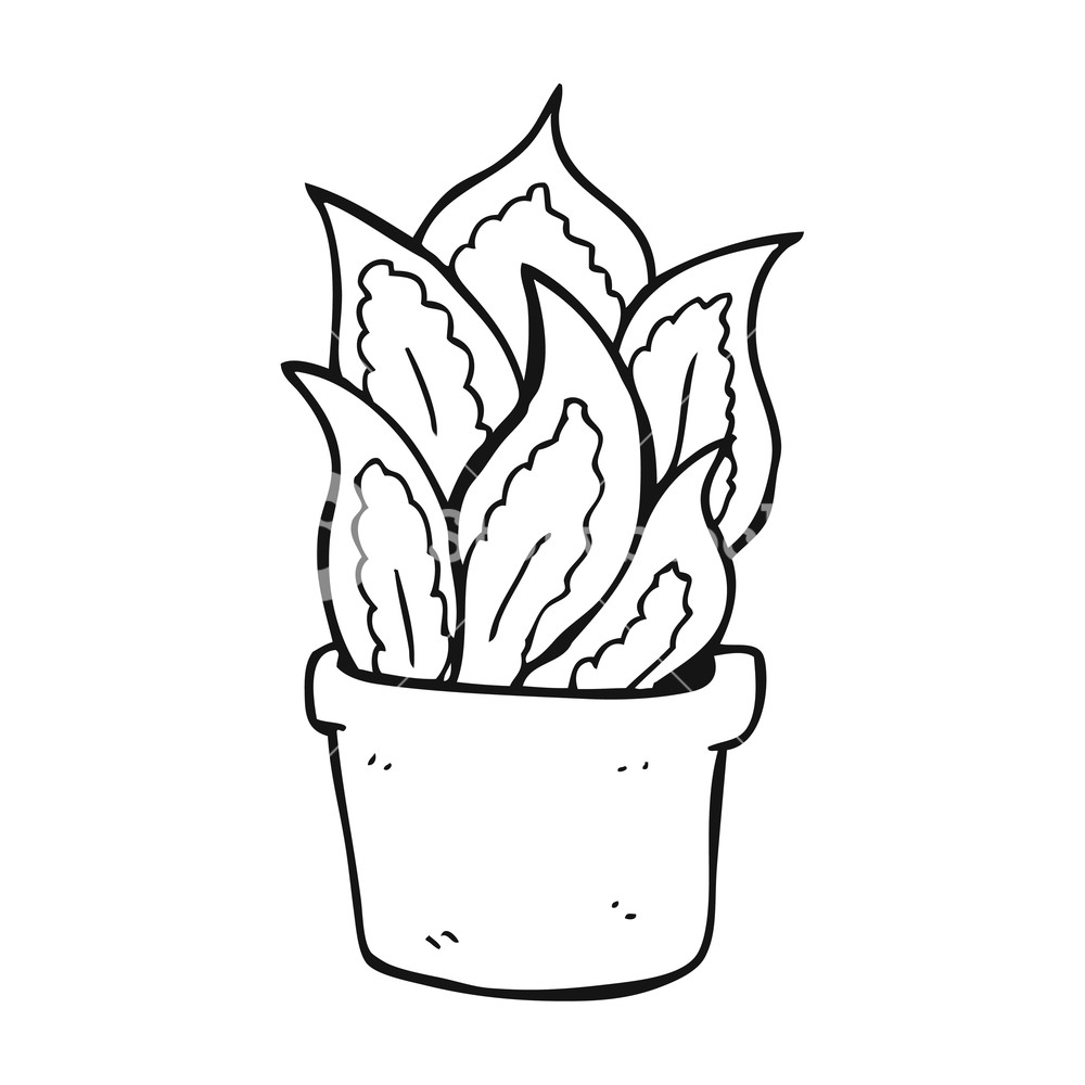 1000x1000 Freehand Drawn Black And White Cartoon House Plant Royalty Free
