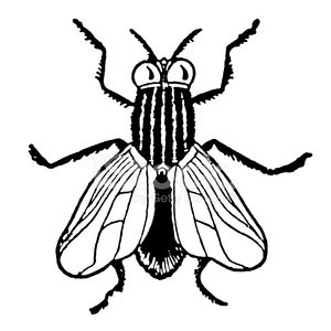 300x300 Black And White House Fly Premium Clipart