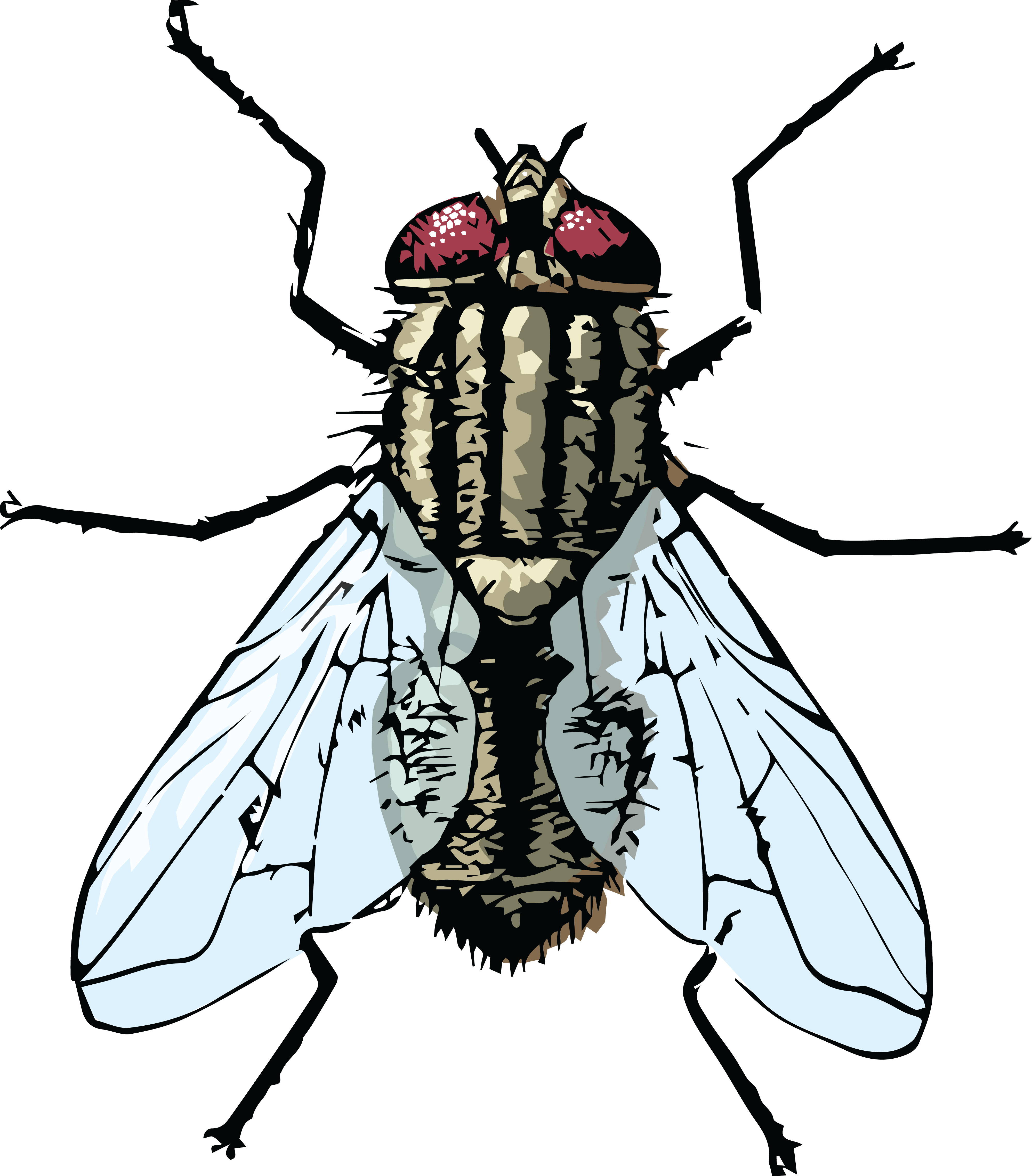 4000x4560 Collection Of Free Drawing Flies House Fly Download On Ui Ex