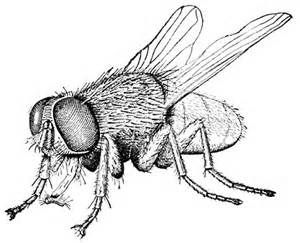 300x243 collection of free flew clipart house flies download on ui ex