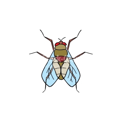400x400 Drawing Of Vector Housefly Illustrations